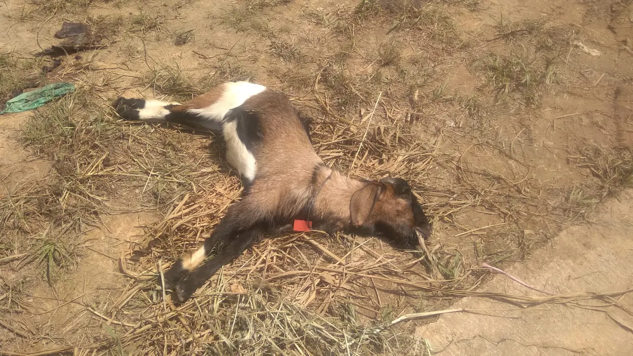 Kambing Mati