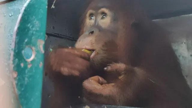 Orangutan Sumatera