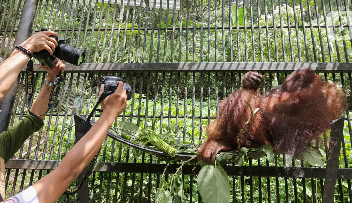 Induk orangutan, Eva memeluk bayi bernama Fitri di Taman Safari Indonesia Cisarua, Bogor, Jawa Barat, Rabu (27/5/2020). Fitri, bayi Orangutan Kalimantan berjenis bertina lahir pada hari Senin (25/5) pukul 05.00 WIB dalam suasana Hari Raya Idul Fitri 1441 H. (Liputan6.com/Fery Pradolo)