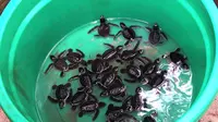 Belajar Melestarikan Penyu di Pulau Sangalaki