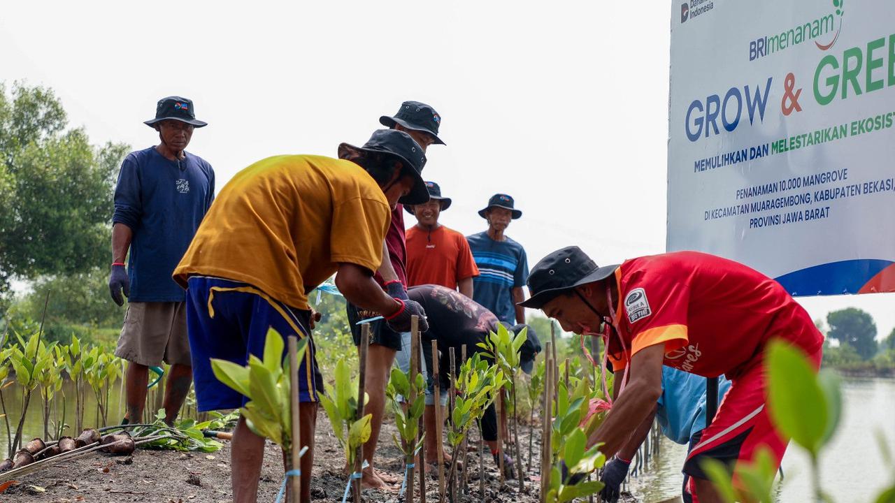 Hari Mangrove Sedunia, BRI Pertegas Komitmen Selamatkan Lingkungan Lewat Perbaikan Ekosistem Pesisir