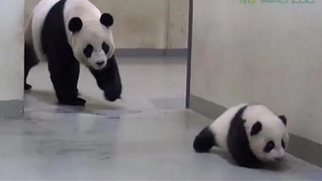 Video reaksi panda ketika melihat bayinya kabur dari tidur siang