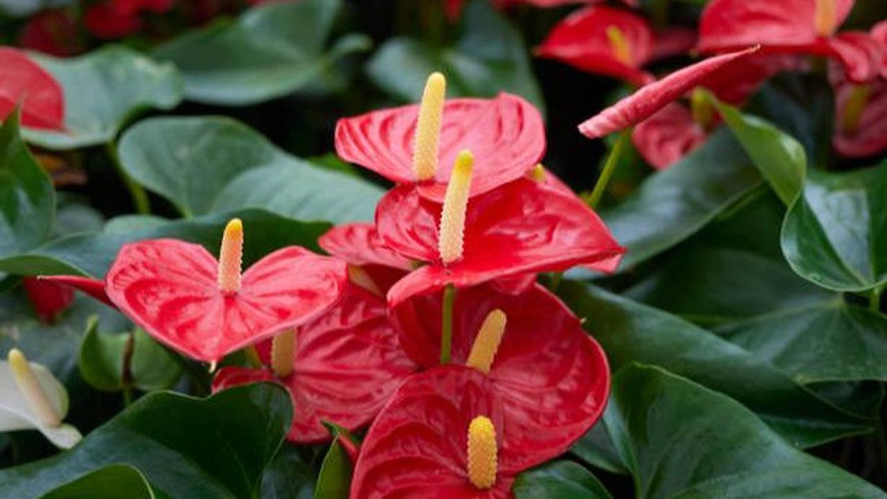 Flamingo Lily