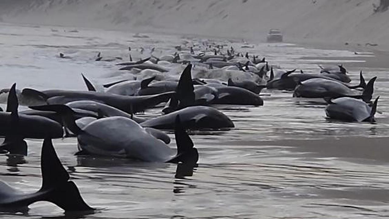 Paus Pilot yang terdampar di Tasmania.