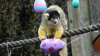 Monyet memakan kudapan yang tersimpan di cangkang-cangkang telur dari kertas di kebun binatang London, Inggris, 29 Maret 2018.