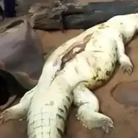 Orang-orang di desa menemukan seorang bocah berusia 8 tahun di dalam perut seekor buaya besar. | via: thesun.co.uk