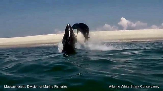 1060+ Gambar Ikan Hiu Melompat Terbaik