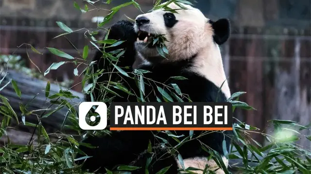 Panda raksasa, Bei Bei, akan pulang kampung ke China. Ini berdasarkan kesepakatan antara kebun binatang Washington dengan China. Panda yang sudah berusia 4 tahun akan dikembalikan ke China.