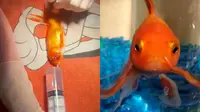Viral Operasi Pengangkatan Tumor di Ikan Mas Berumur 17 Tahun, Dramatis