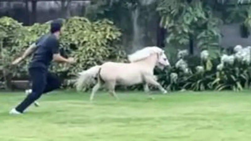 Kuda poni balapan lari dengan pemiliknya