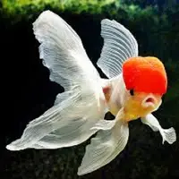  7 Hewan yang Dianggap Membawa Keberuntungan (foto : istimewa) 