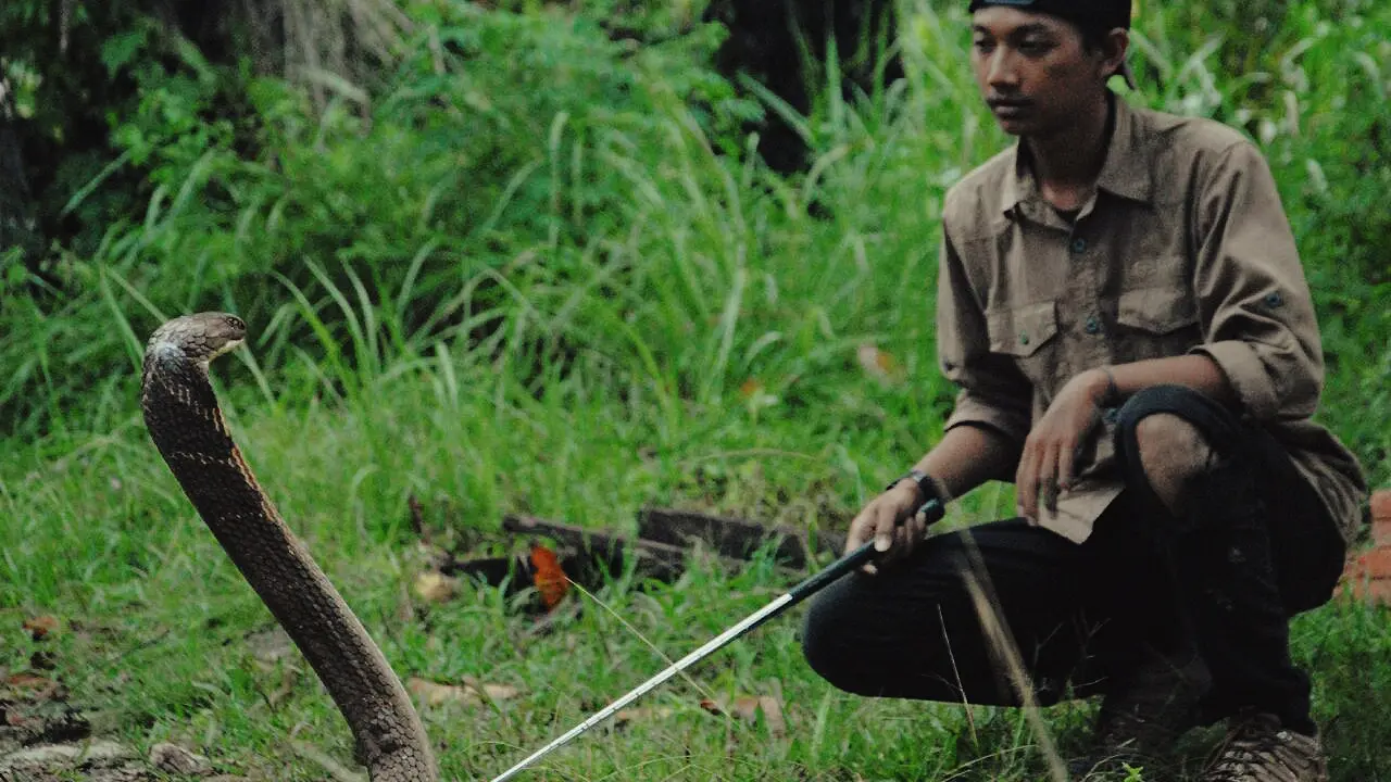 Mahasiswa penakluk king cobra