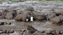 Orang-orang memeriksa daerah yang terkena dampak banjir bandang di Agam, Sumatra Barat, Indonesia, Minggu, 12 Mei 2024. (AP Photo/Ali Nayaka)