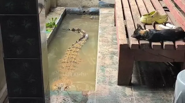 Kisah Coki, Buaya 2 Meter yang Dipelihara di Teras Rumah