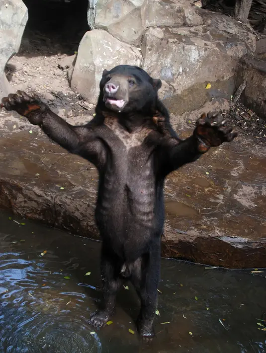 Beruang madu mengangkat tangannya seolah meminta makanan kepada pengunjung Kebun Binatang Bandung, Jawa Barat, Rabu (18/1). Beruang jenis Malayan Sun Bear tersebut terlihat sangat kurus bahkan tulang-tulang iga sampai tercetak jelas. (TIMUR MATAHARI/AFP)