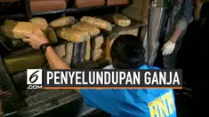 Badan Narkotika Nasional berhasil gagalkan upaya penyelundupan ganja seberat 500 kilogram di Pelabuhan Tanjung Priok hari Senin (13/8/2019).