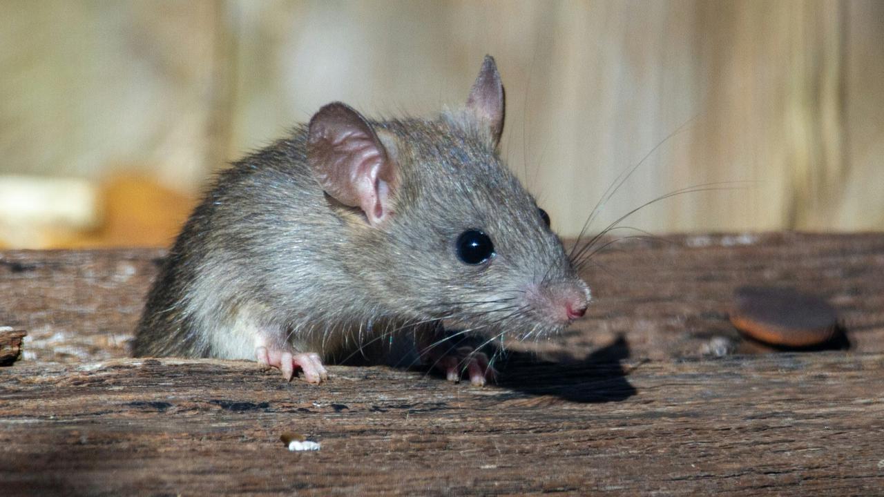 Mouse