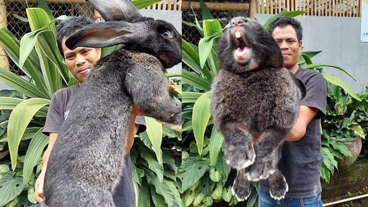 6 Potret Kelinci Raksasa Jenis Flemish, Ukuran Tubuh Bisa Sebesar Manusia