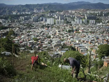 Edgar Martinez (kiri) dan ayahnya Antonio Martinez merawat tanaman mereka di lereng bukit di atas Caracas, Venezuela (13/9/2020). Penduduk Caracas menanam tanaman di mana pun mereka dapat menemukan ruang, menggunakan hasil panen mereka untuk konsumsi mereka sendiri. (AP Photo/Matias Delacroix)