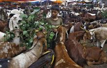 Menengok padatnya pasar hewan kurban di India