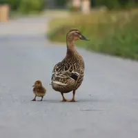 Terharu banget melihat ibu bebek minta tolong polisi selamatkan anak-anak dia yang jatuh di lorong parit. Simak videonya!