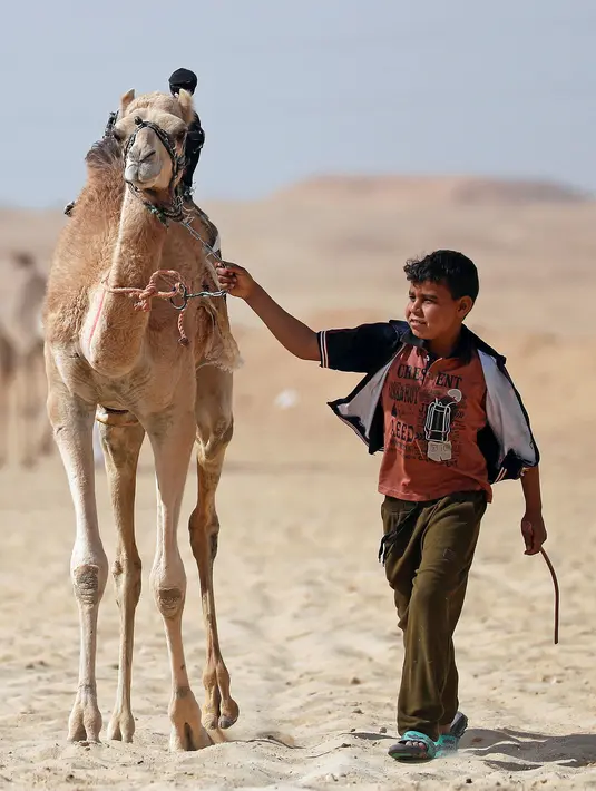 Sayed Mohamed, joki berusia 11 tahun, berjalan dengan untanya selama pembukaan Festival Balapan Unta Internasional di gurun Sarabium, Ismailia, Mesir, 12 Maret 2019. Balap unta tersebut dilakukan oleh sejumlah anak-anak. (REUTERS/Amr Abdallah Dalsh)