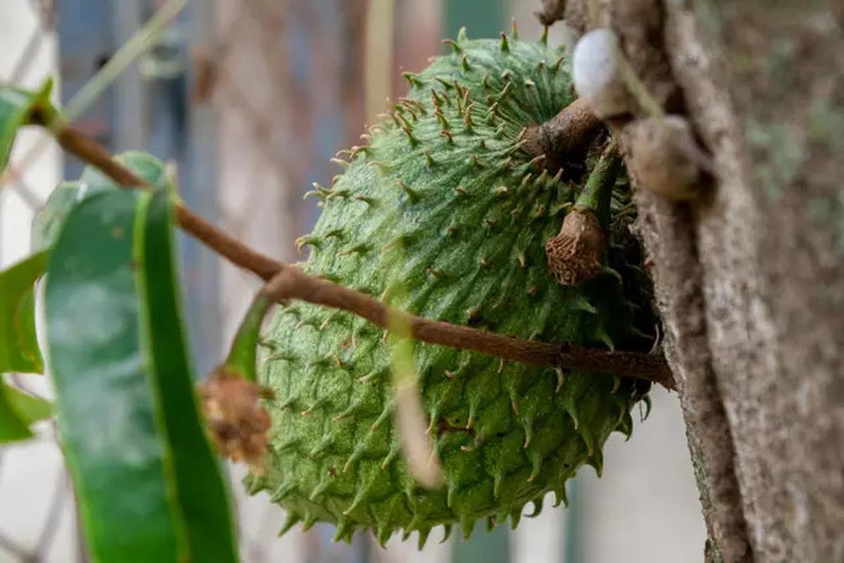 Manfaat Rebusan Daun Sirsak, Solusi Herbal Alami untuk Penyakit Hipertensi dan Diabetes