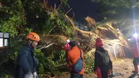 Pohon Tumbang Hantam Rumah hingga Belasan Kendaraan di Sukabumi