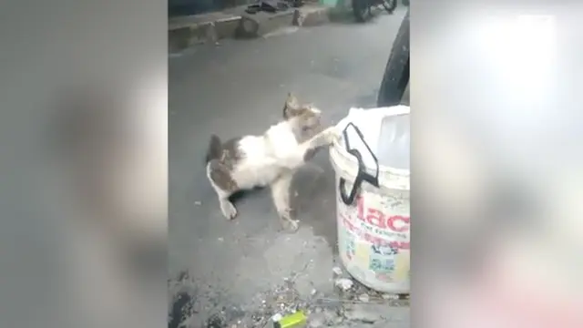 Viral rekaman video seekor kucing yang sedang mengais makanan di tong sampah.