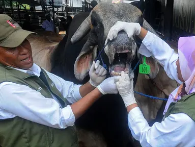 Petugas Kesehatan Hewan (Puskeswan) Kota Depok memeriksa kesehatan sapi hewan kurban di CV Puput di kawasan Rangkapan Jaya, Depok, Jawa Barat, Rabu (21/6/2023). (merdeka.com/Arie Basuki)