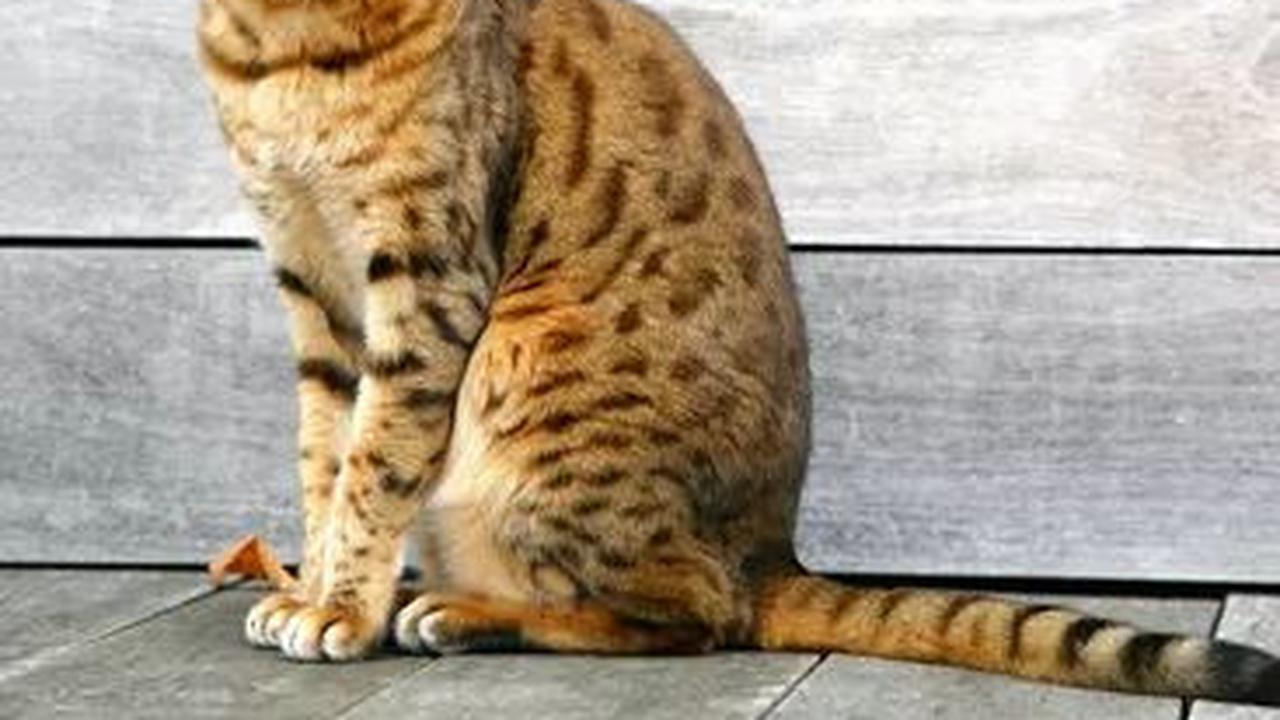 Kucing merupakan salah satu hewan favorit untuk dijadikan hewan peliharaan. Tak hanya lucu namun tingkahnya yang menggemaskan membuat banyak orang memilih kucing sebagai peliharaan.