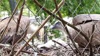 Dua Burung Nasar Jantan Pelihara Anak Bersama, Pasangan Gay?