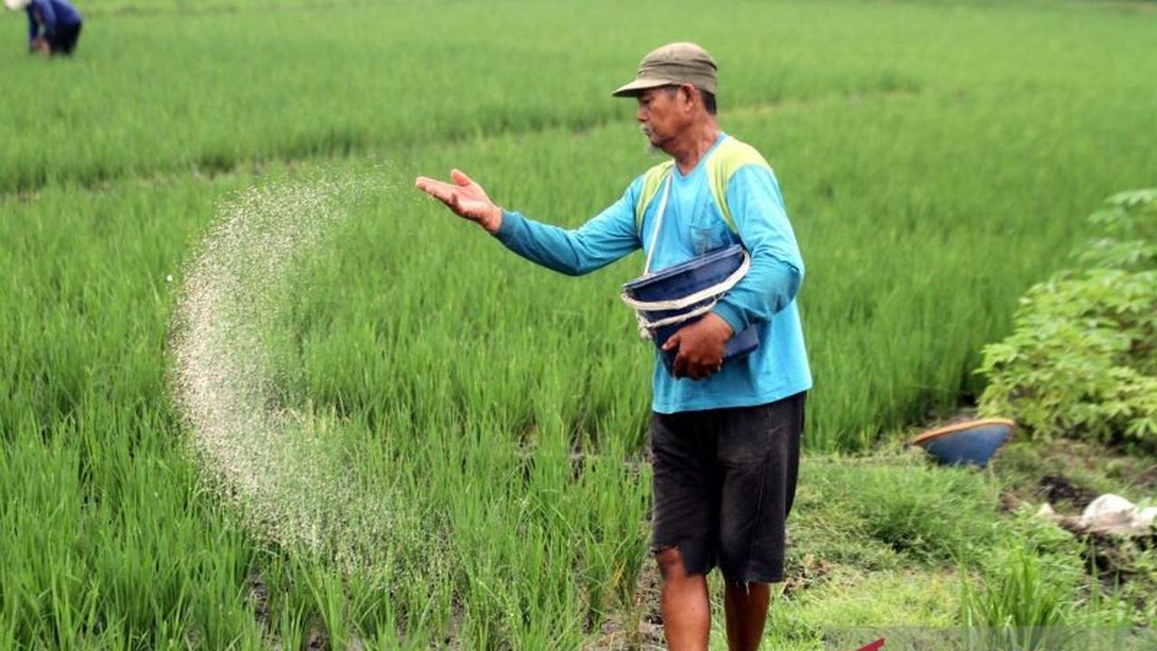Pemerintah Pangkas Harga Pupuk Bersubsidi 20 Persen, Produktivitas Petani Meningkat