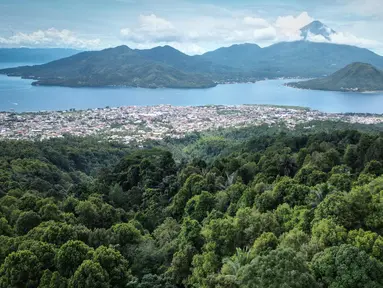 Foto yang diambil pada tanggal 11 April 2025 ini menunjukkan pemandangan dari udara dari sebuah kawasan hutan dengan pohon-pohon cengkih di Ternate, Maluku Utara. (Bagus Saragih/AFP)