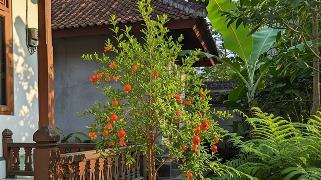 12 Pohon Buah yang Tidak Merusak Lantai Teras dalam Jangka Panjang
