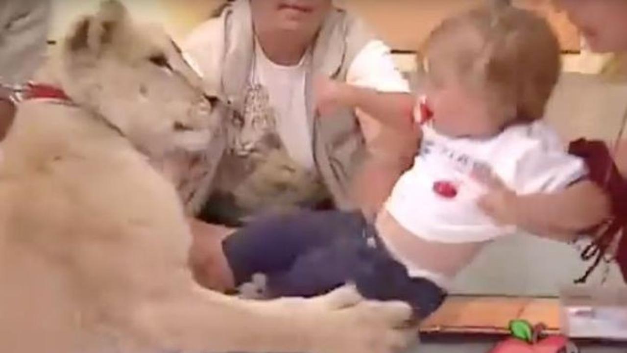 Singa Terkam Balita Perempuan Saat Tayangan Langsung di Televisi