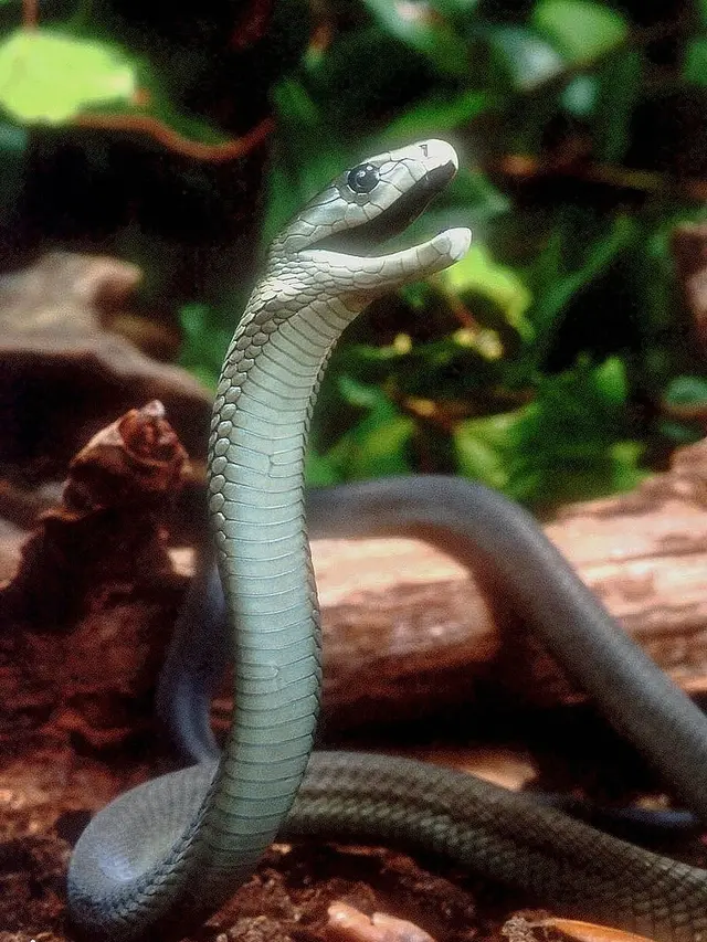 Ular Black Mamba