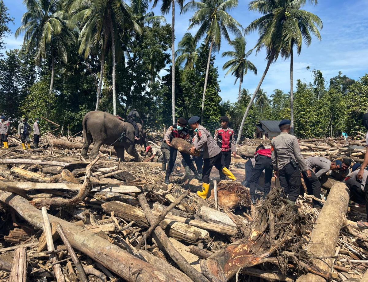 Gajah BKSDA bantu bersihkan kayu terseret banjir aceh
