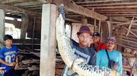 Nelayan Banyuasin Sumsel memegang buaya muara sepanjang dua meter, yang terperangkap dalam jaring ikan milik di aliran sungai (Liputan6.com / Nefri Inge)