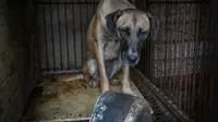 Anjing yang berhasil diselamatkan dari tradisi makan anjing, 'Bok Nal' (Human Society International)