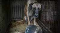 Nyaris Dipotong untuk Dimakan, 149 Anjing Bahagia Diselamatkan