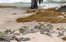 Ilmuwan Temukan Dua Spesies Baru Dinosaurus, Hidup 66 Juta Tahun Lalu sebagai Predator Ganas