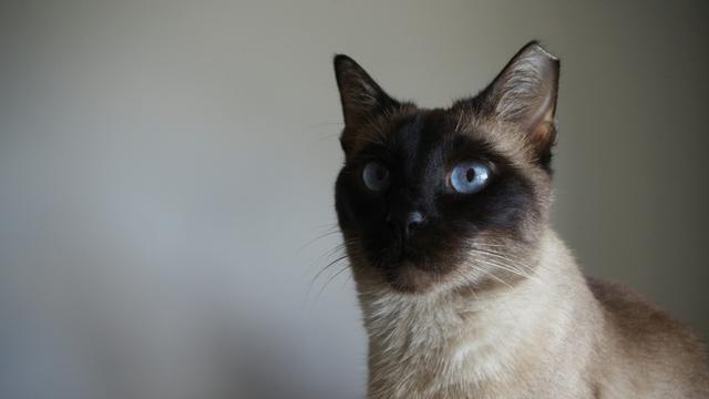 Siamese