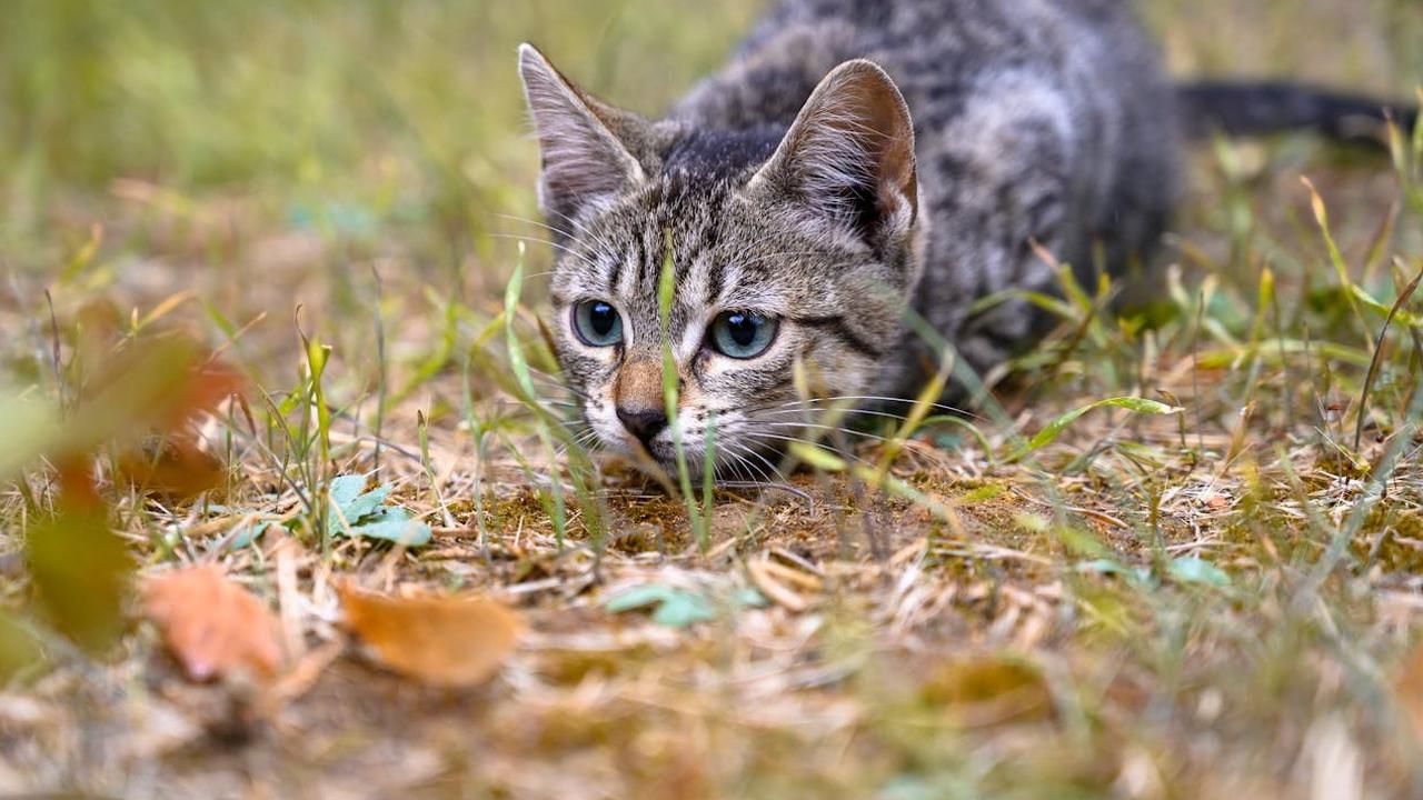 Kucing Berburu