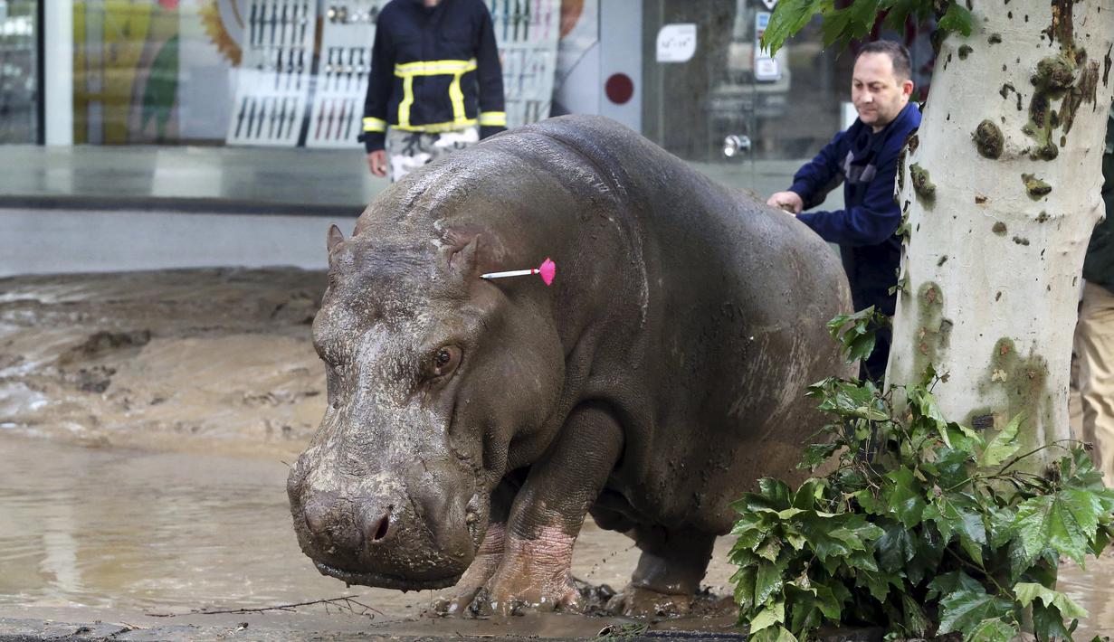 Seorang pria mengarahkan kuda nil setelah melumpuhkan hewan tersebut dengan senapan pembius, di Tbilisi, Georgia, Minggu (14/6/2015). Banjir yang melanda daerah tersebut menyebabkan sejumlah hewan lepas dari kebun binatang. (REUTERS/Beso Gulashvili)