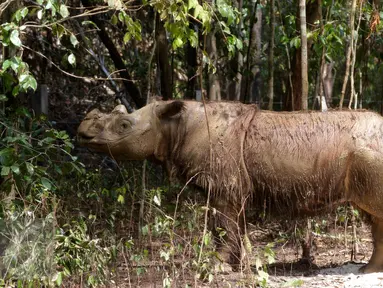  Badak Sumatera jantan bernama Harapan saat berada di dalam kandang Taman Nasional Way Kambas, Lampung, Kamis (5/11). Badak Harapan akan dijodohkan dengan badak betina yang ada di Sumatera Rhino Sanctuary (SRS). (Liputan6.com/Fery Pradolo)