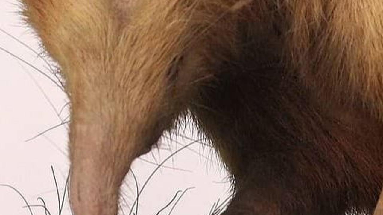 4. Solenodon Kuba<br>