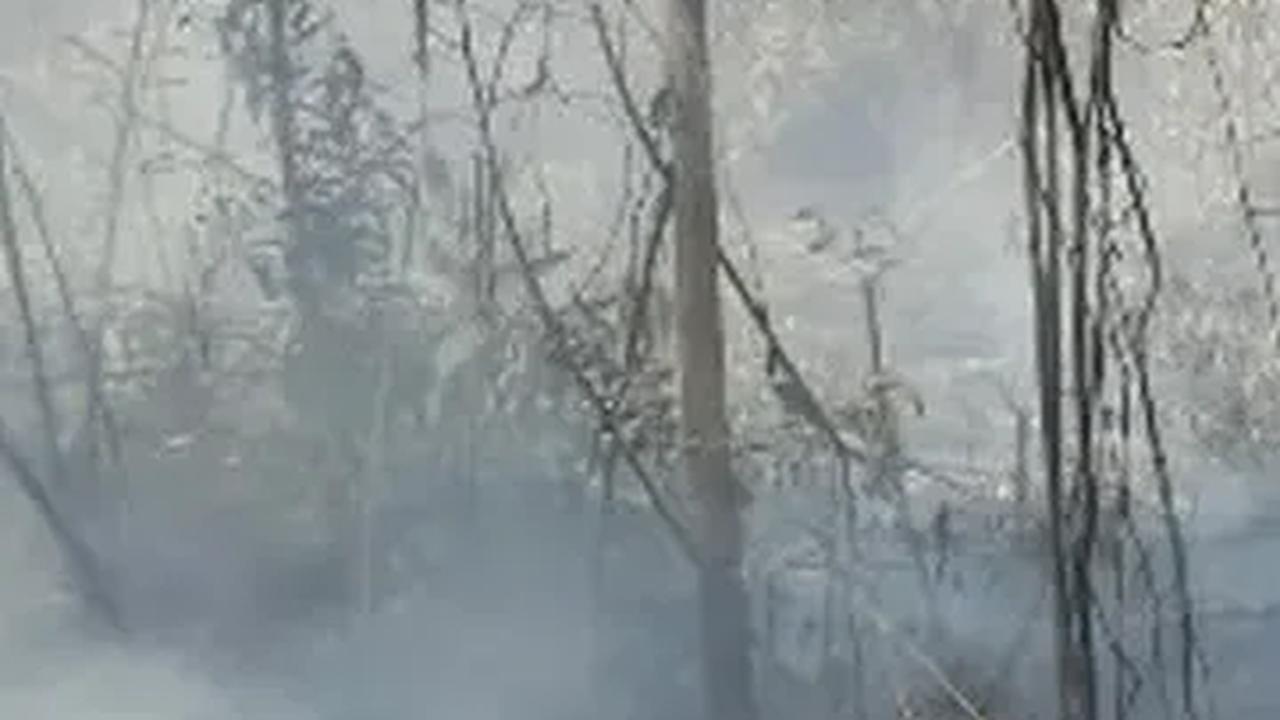 Perambah Hutan Seenaknya Bangun Pondok di Taman Nasional di Pelalawan, Petugas Geram Langsung Dibakar