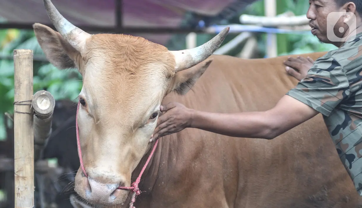Samito menyemprotkan saat melakukan perawatan sapi kurban yang tengah menjalani proses karantina di kawasan Pondok Kopi, Duren Sawit, Jakarta Timur, Rabu (15/6/2022). Adanya virus PMK menyebabkan pedagang harus melakukan karantina hewan kurban selama 14 hari sebelum dijual ke masyarakat. (merdeka.com/Iqbal S. Nugroho)