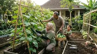 5 Cara Menanam Mentimun di Pekarangan agar Tumbuh Subur dan Berbuah Lebat